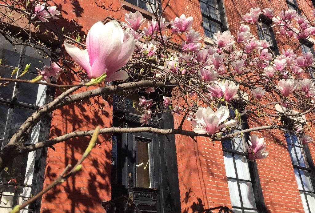 Cherry bloom bugs in front of a red brick building during spring in New York